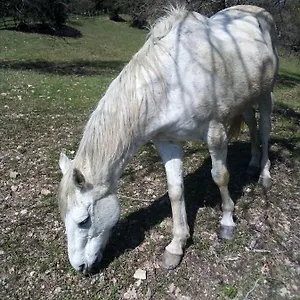 Appartamento Magrignano Tra Animali E Natura, Montieri